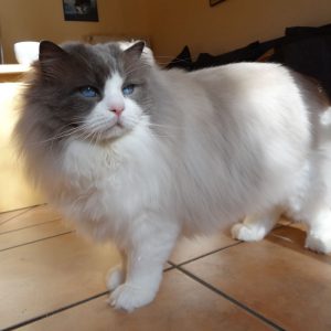 Pacificats Butterfinger blue point bicolor ragdoll kater