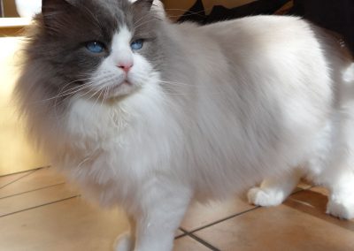 Pacificats Butterfinger blue point bicolor ragdoll kater
