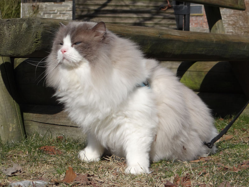 Pacificats Butterfinger blue point bicolor ragdoll kater