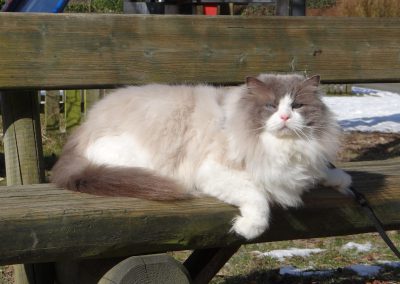 Pacificats Butterfinger blue point bicolor ragdoll kater