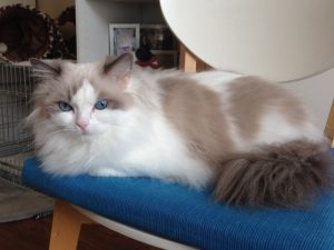 Allweneedis Commitment blue point bicolor ragdoll poes