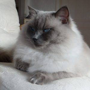 Allweneedis Dedication blue colorpoint ragdoll kater