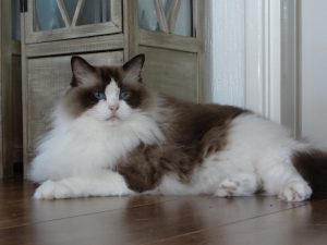 Allweneedis Desire seal point bicolor ragdoll poes