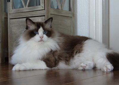 Allweneedis Desire seal point bicolor ragdoll poes