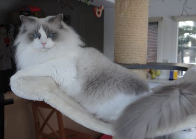 Allweneedis Genesis blue point bicolor ragdoll poes