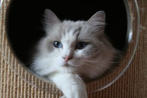 Allweneedis Happy Go Lucky blue point bicolor ragdoll poes