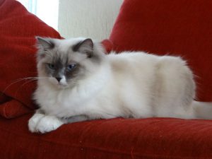 Allweneedis Keep the Faith blue point mitted ragdoll poes