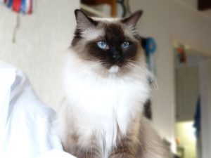 Allweneedis Muse seal point mitted ragdoll poes