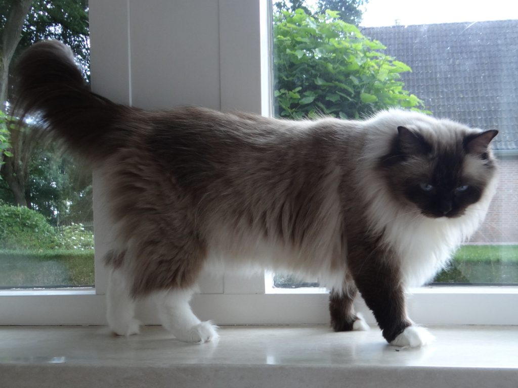 Allweneedis Muse seal point mitted ragdoll poes