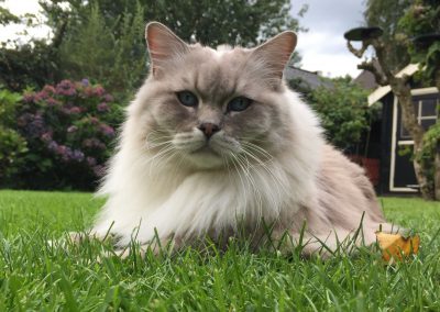 Rasasayangrags Noa of Allweneedis blue tabby point mitted ragdoll poes