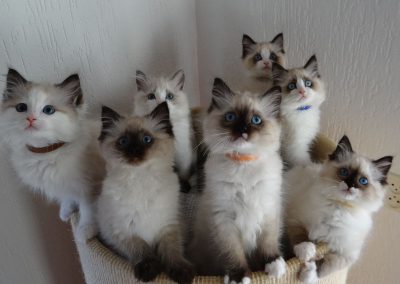 nest ragdoll kittens