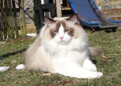 Allweneedis Pure Chocolate Passion chocolate point bicolor ragdoll kater