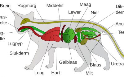 Maar 1 nier en/of een onvolledig aangelegd geslacht orgaan.