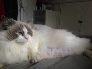 Blue point bicolor Ragdoll female