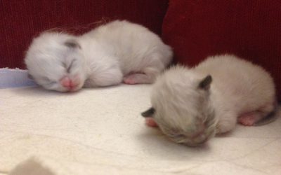 De kittens van Muse & Buddy zijn geboren
