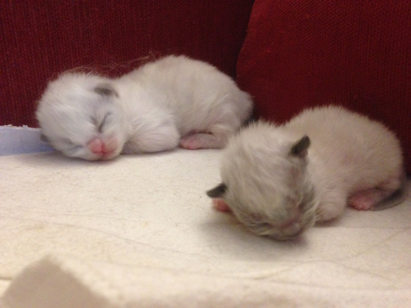 De kittens van Muse & Buddy zijn geboren