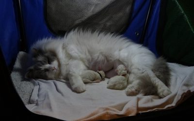 De kittens van Gen en Purk zijn geboren