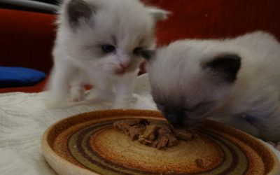 De kittens van Muse & Buddy update 2, dag 26 t/m 37