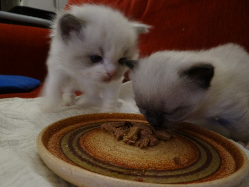 De kittens van Muse & Buddy update 2, dag 26 t/m 37