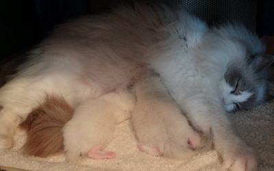 Update 1, dag 4 tot en met dag 17 van de kittens van Gen & Purk