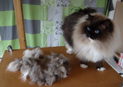 seal point mitted Ragdoll kater