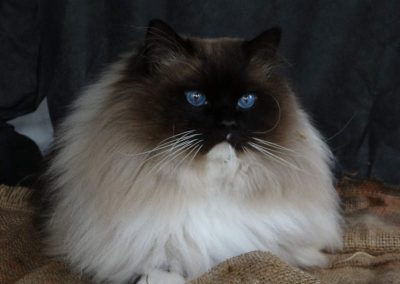 seal point mitted Ragdoll kater