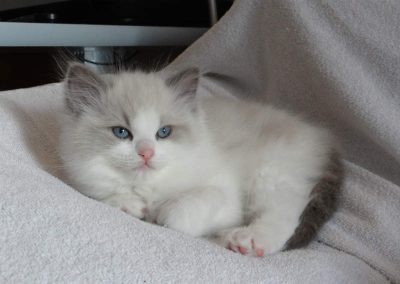 blue point bicolor ragdoll kitten