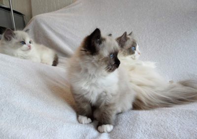 profiel seal point mitted ragdoll kitten