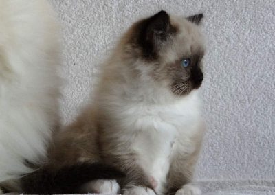 seal point mitted ragdoll kitten