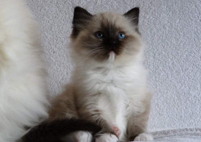 seal point mitted ragdoll kitten