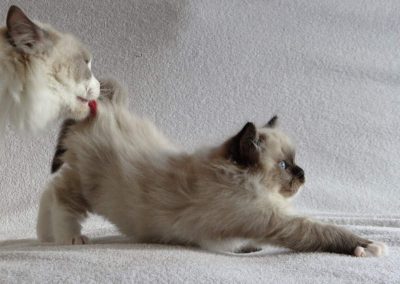 seal point mitted ragdoll kitten dag 61