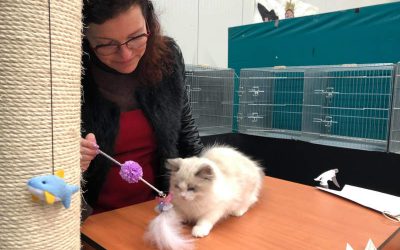 Cattery update van 24 april 2019