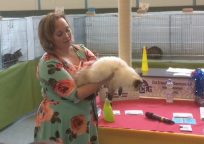 Ragdoll kitten op TICA katten show