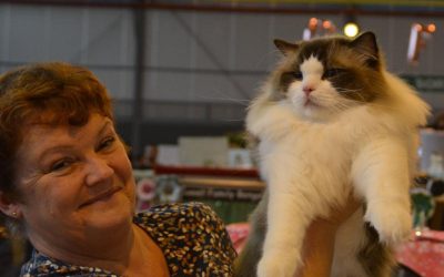 Kattenshow met Ragdoll special november 2022