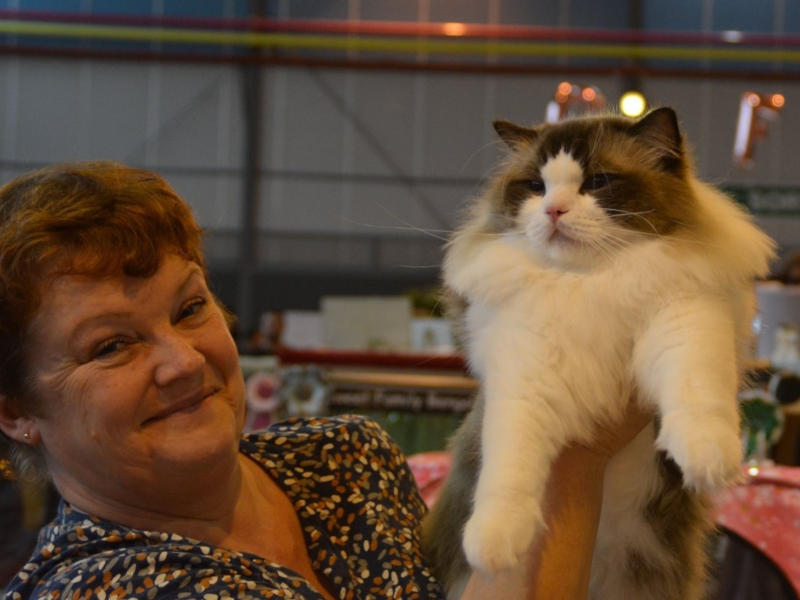 Kattenshow met Ragdoll special november 2022