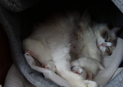 Pasgeboren Ragdoll kittens