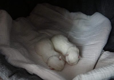 Pasgeboren Ragdoll kittens