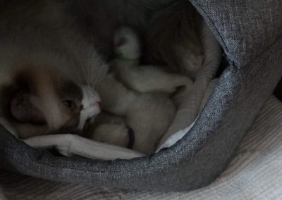 Pasgeboren Ragdoll kittens