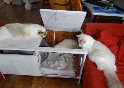 Pasgeboren Ragdoll kittens