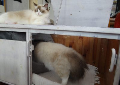 Pasgeboren Ragdoll kittens