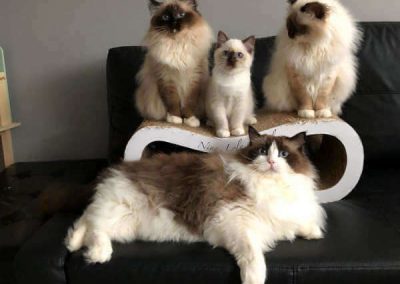 Our Ragdoll familie @Ladylola's place.