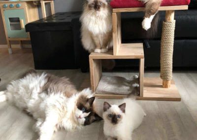 Our Ragdoll familie at Ladylola