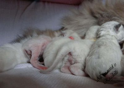 Ragdoll kitten katertje