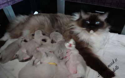 De Valentijnkittens ontdekken de wereld