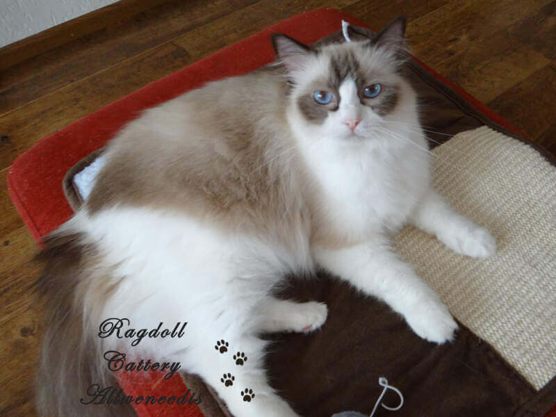 Chocolate point bicolour Ragdoll poes