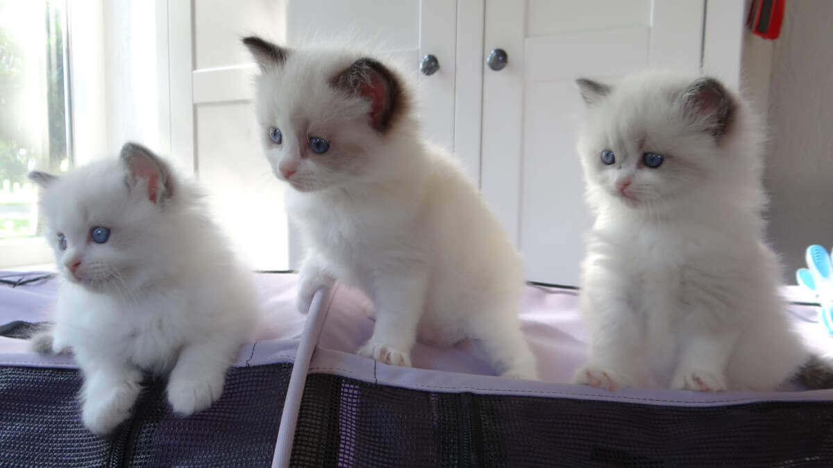 Ragdoll kitten