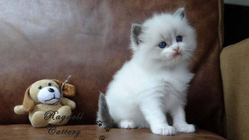 Ragdoll kitten