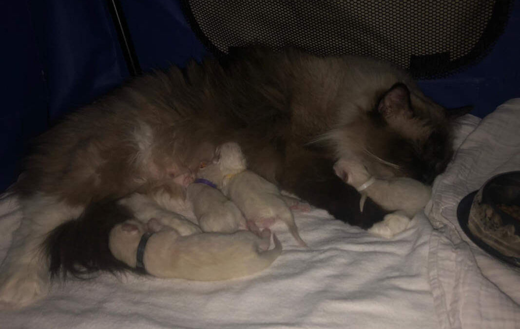Ragdoll kittens geboren op 20 december 2020