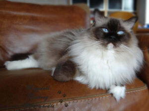 seal point mitted ragdoll poes Allweneedis Muse