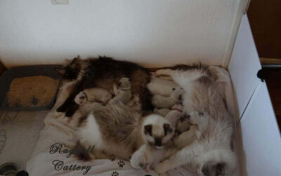 Ragdoll kittens CC & DD nest 4 & 5 weken.